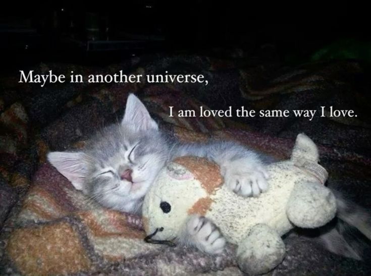 Catsillyness's tweet image. Maybe