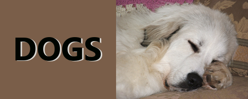 #dogs - What I'm #thankful for Today#14 - #canine #dog #family #greatpyrenees #stbernard #Thanksgiving
bit.ly/4rfxGdT