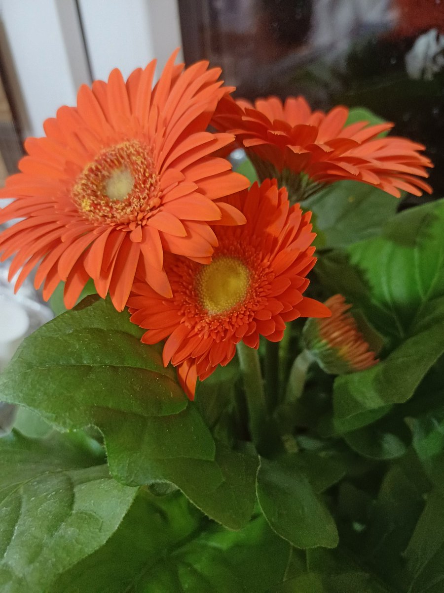 dimiborislavova's tweet image. Добро неделно утро...
Позитивен и релаксиращ ден...
#2311d
🧡🌿🧡🌿🧡🌿🧡🌿🧡🌿🧡