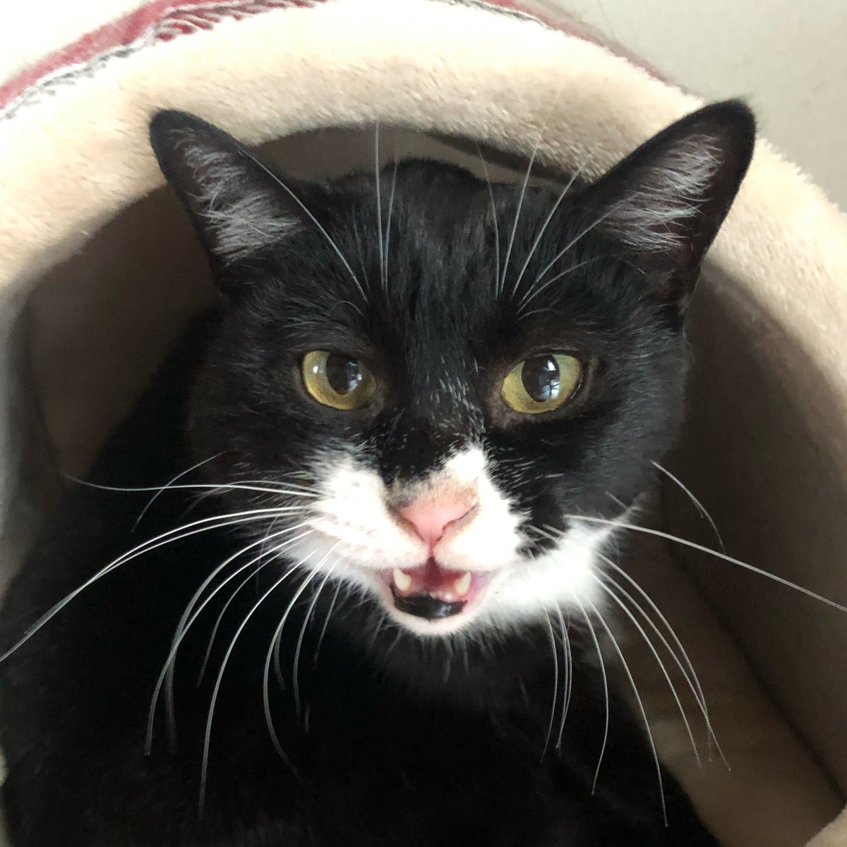 ごりちゃん (@gori_chan877) / Posts / X