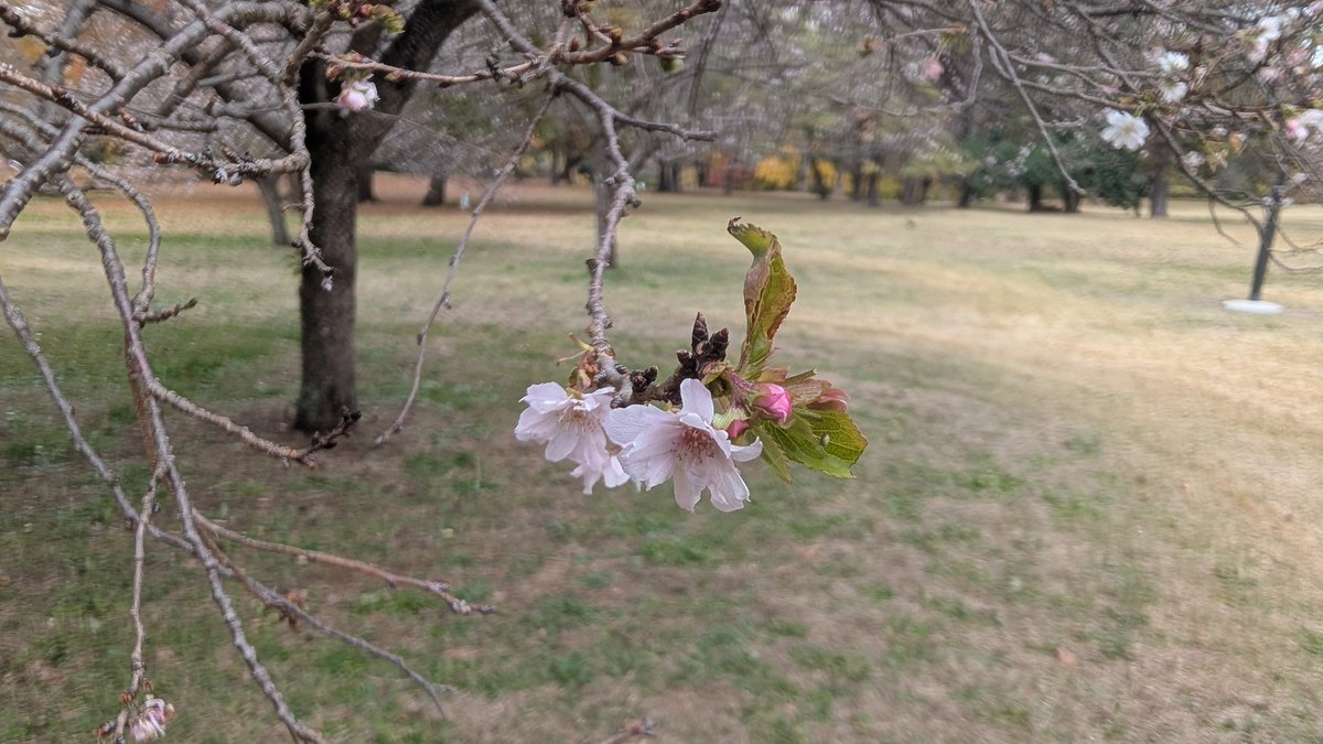 transcode001's tweet image. 桜が狂い咲きしている？