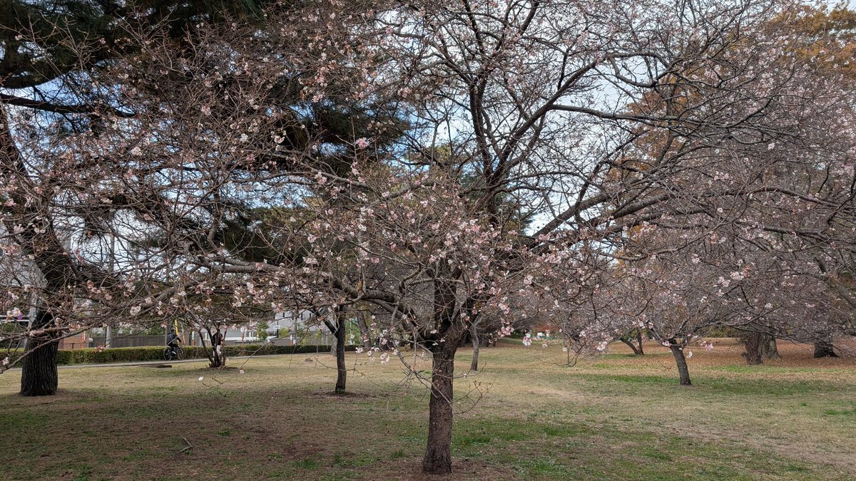 transcode001's tweet image. 桜が狂い咲きしている？