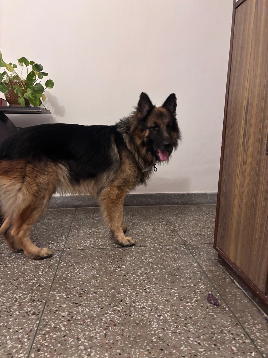 Khushboo_'s tweet photo. 🆘 Found dog alert!

A gentle German Shepherd has been found in Vasant Kunj, Delhi.  
If this might be your lost dog, please contact 98995 41630 with proof of ownership.  

He’s healthy, well-behaved, and in need of a foster home.

RT! https://t.co/J79GRyMjTQ