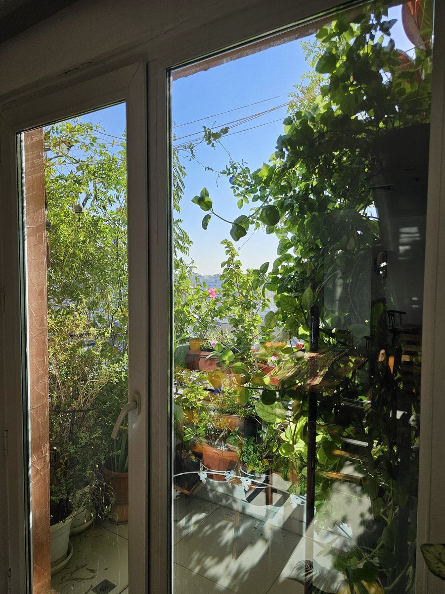 alok310777's tweet image. A beautiful day 😊

#balconygarden #sundayvibes