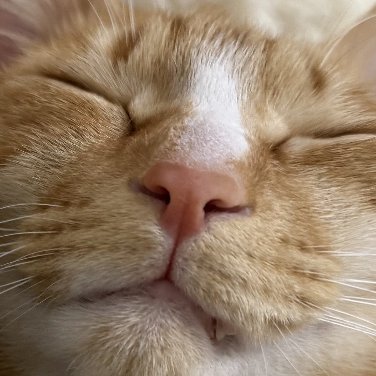 홍시 (@todayhongsi) on Twitter photo 