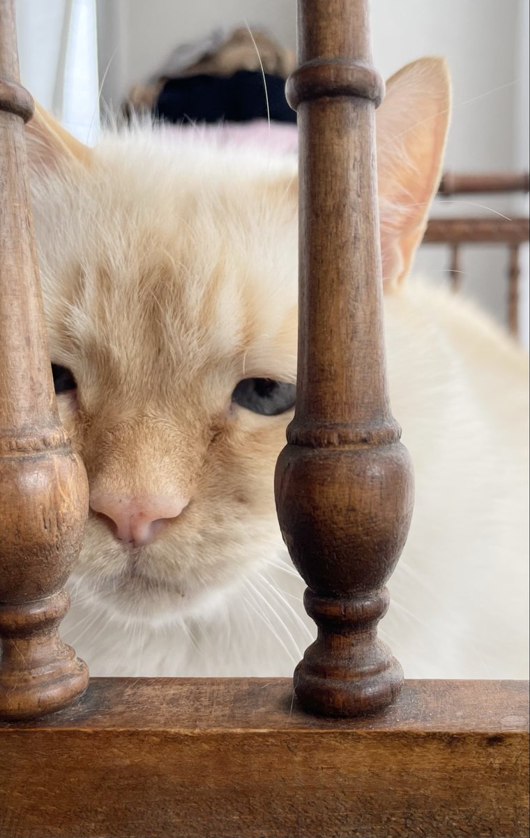 てと (@basteto3) on Twitter photo 