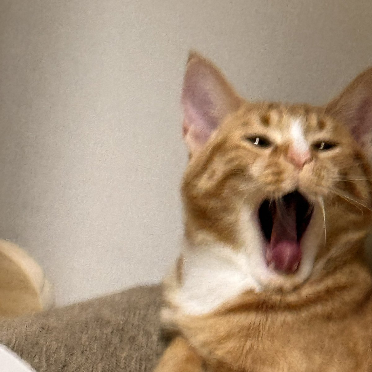 홍시 (@todayhongsi) on Twitter photo 