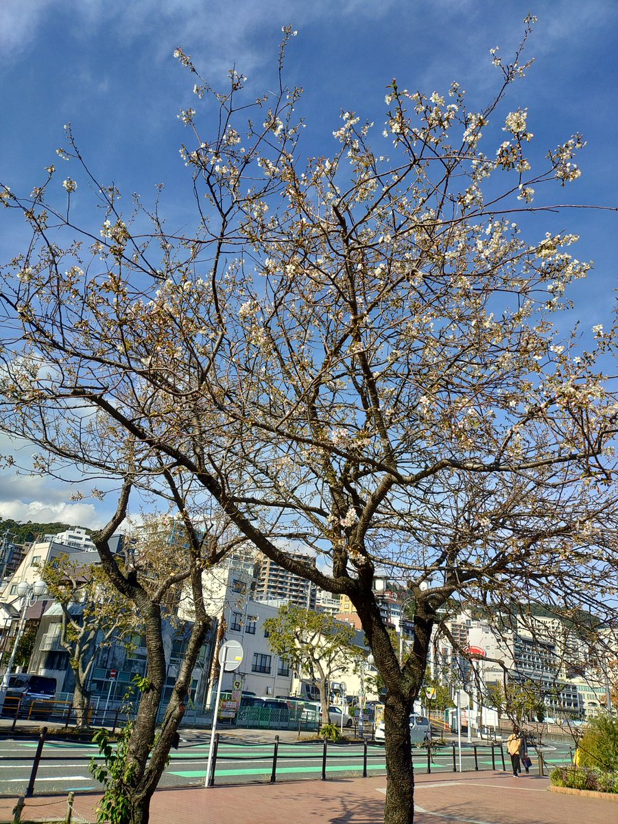 atsu_umi's tweet image. 写真は少し前の熱海親水公園第1駐車場脇のヒマラヤザクラ、陽当たりの良い南側の枝で開花が進み見頃入りレベルに達しています。全体では3分咲き前後でしょうか・・蜜を集めるハチが飛び回っています。
昨日時点の予報から好転、上空には再び青空が広がってきました。