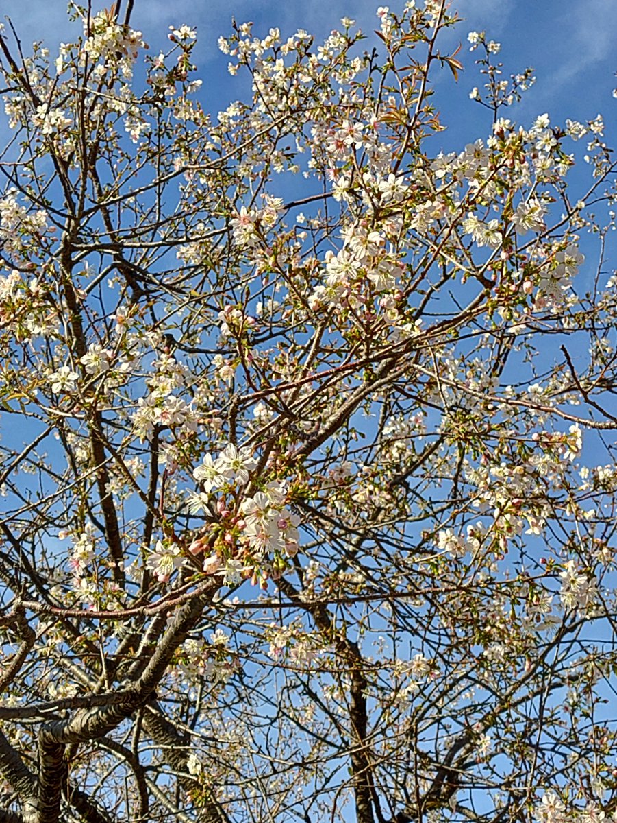 atsu_umi's tweet image. 写真は少し前の熱海親水公園第1駐車場脇のヒマラヤザクラ、陽当たりの良い南側の枝で開花が進み見頃入りレベルに達しています。全体では3分咲き前後でしょうか・・蜜を集めるハチが飛び回っています。
昨日時点の予報から好転、上空には再び青空が広がってきました。