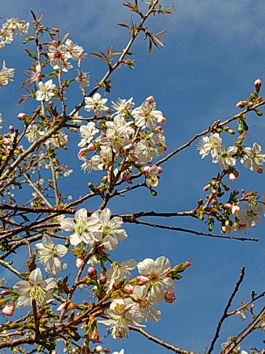 atsu_umi's tweet image. 写真は少し前の熱海親水公園第1駐車場脇のヒマラヤザクラ、陽当たりの良い南側の枝で開花が進み見頃入りレベルに達しています。全体では3分咲き前後でしょうか・・蜜を集めるハチが飛び回っています。
昨日時点の予報から好転、上空には再び青空が広がってきました。
