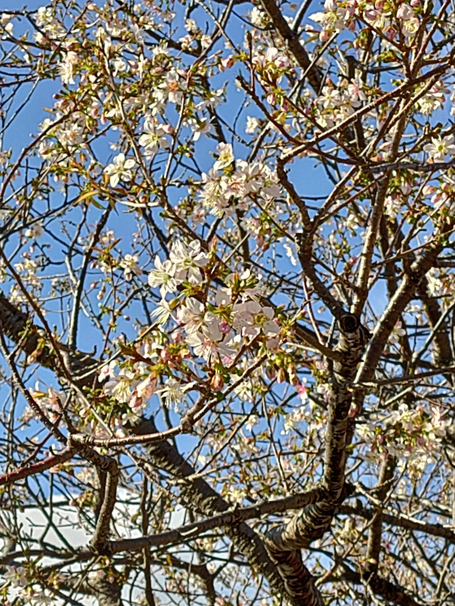 atsu_umi's tweet image. 写真は少し前の熱海親水公園第1駐車場脇のヒマラヤザクラ、陽当たりの良い南側の枝で開花が進み見頃入りレベルに達しています。全体では3分咲き前後でしょうか・・蜜を集めるハチが飛び回っています。
昨日時点の予報から好転、上空には再び青空が広がってきました。