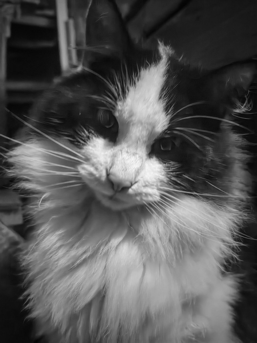 And a Good Night to you 👋 ✨🛏️🐈🐾🌃