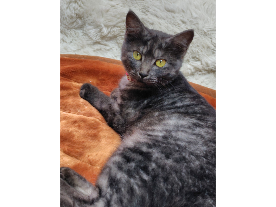 黒サビ猫の女の子 岡山県 ♀ 生後5ヶ月 の