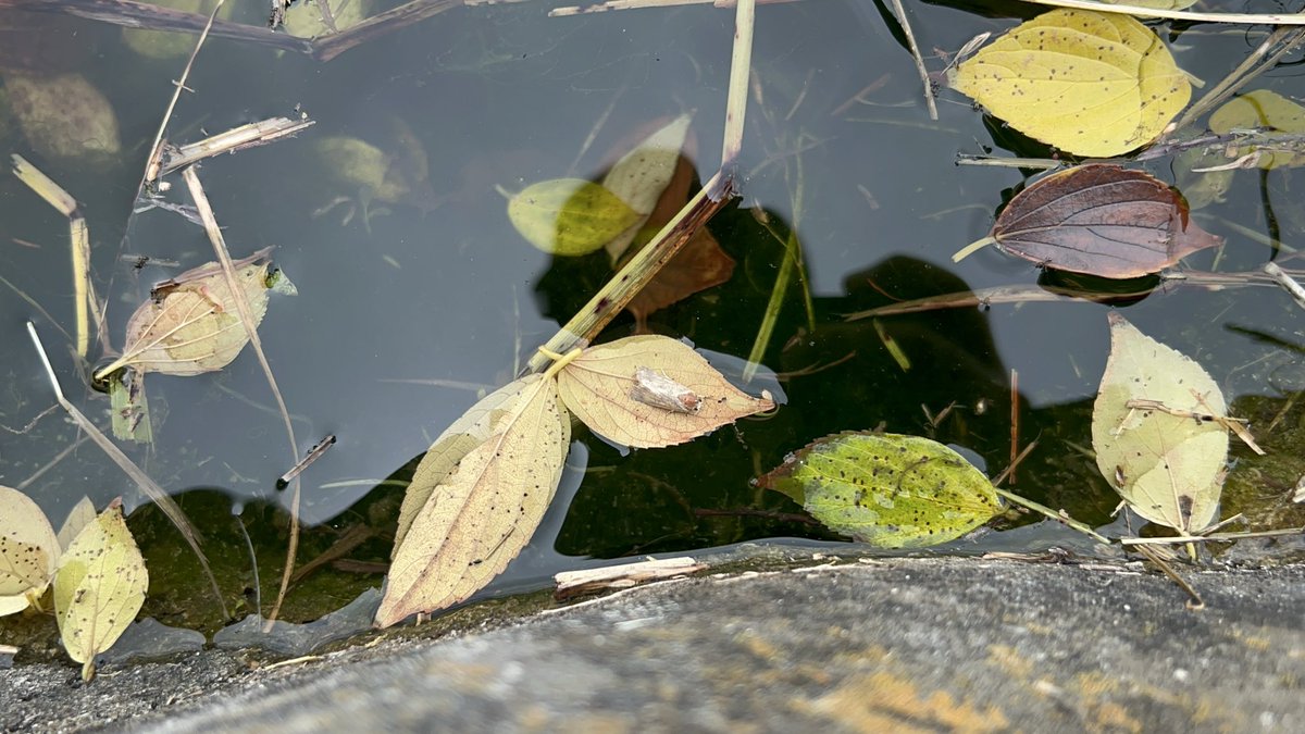 Yabugiris's tweet image. 池に溜まった落ち葉を見ていたら蛾の仲間が漂っていました
流されてきたのかたまたま降りた場所がここだったのかはわかりませんが、魚からしたら格好の獲物です