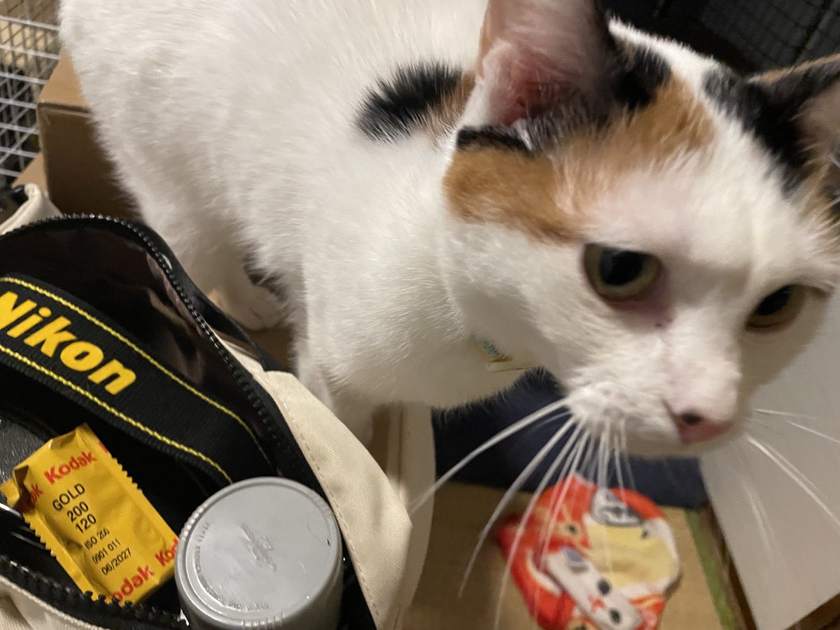 にゃんちくだいすきくらぶ (@nyanchiku_3biki) on X