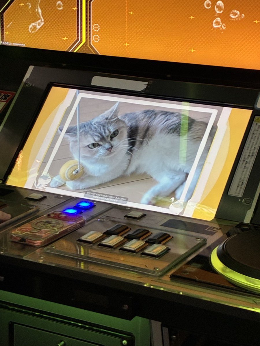 しんごりら ラコ（Laco) オリジナルパイロットウォッチ Laco24系 自動巻き