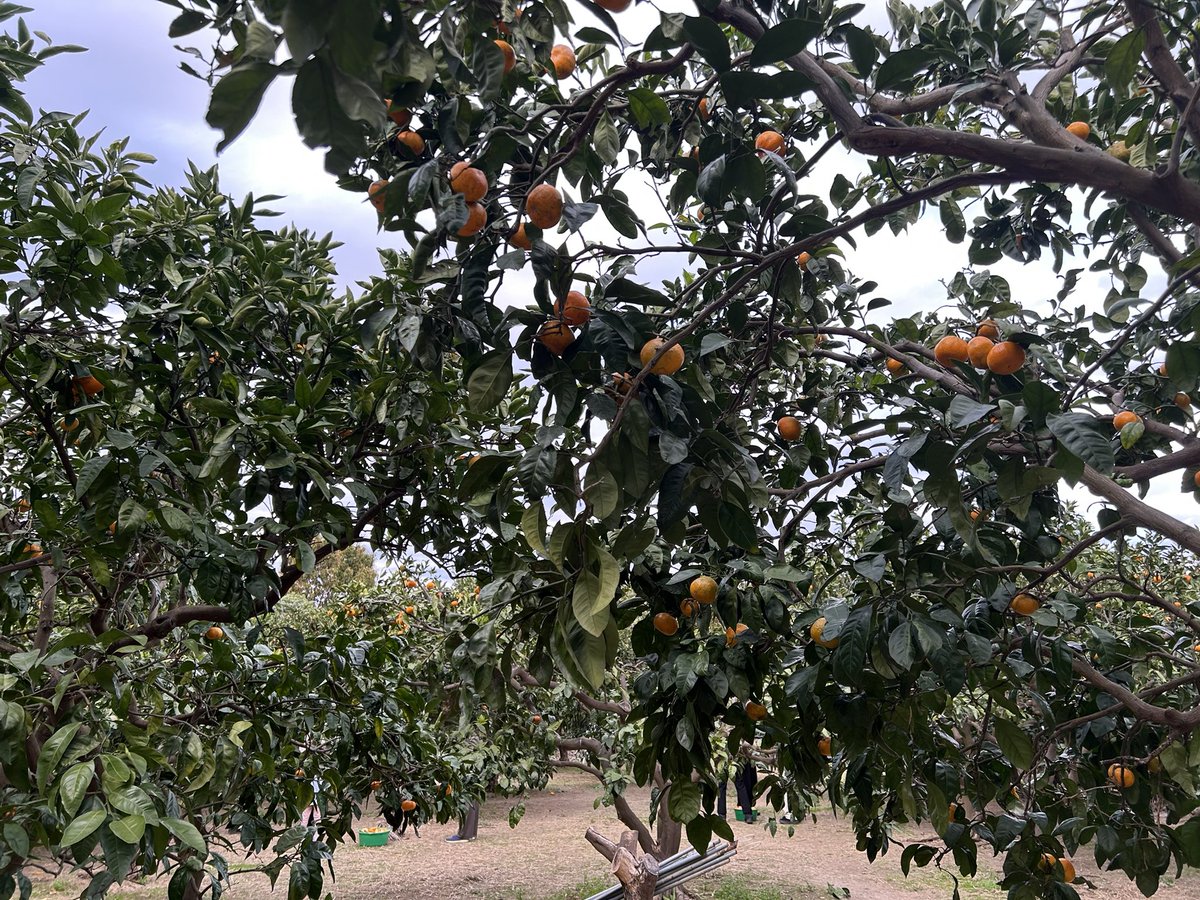 wonley_'s tweet photo. みかん狩り🍊 https://t.co/u6Z4MGQNYC