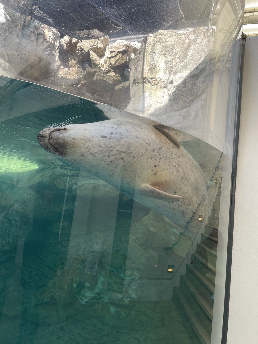 こじか手工業(実写) (@kojikamanufact) / Posts / X