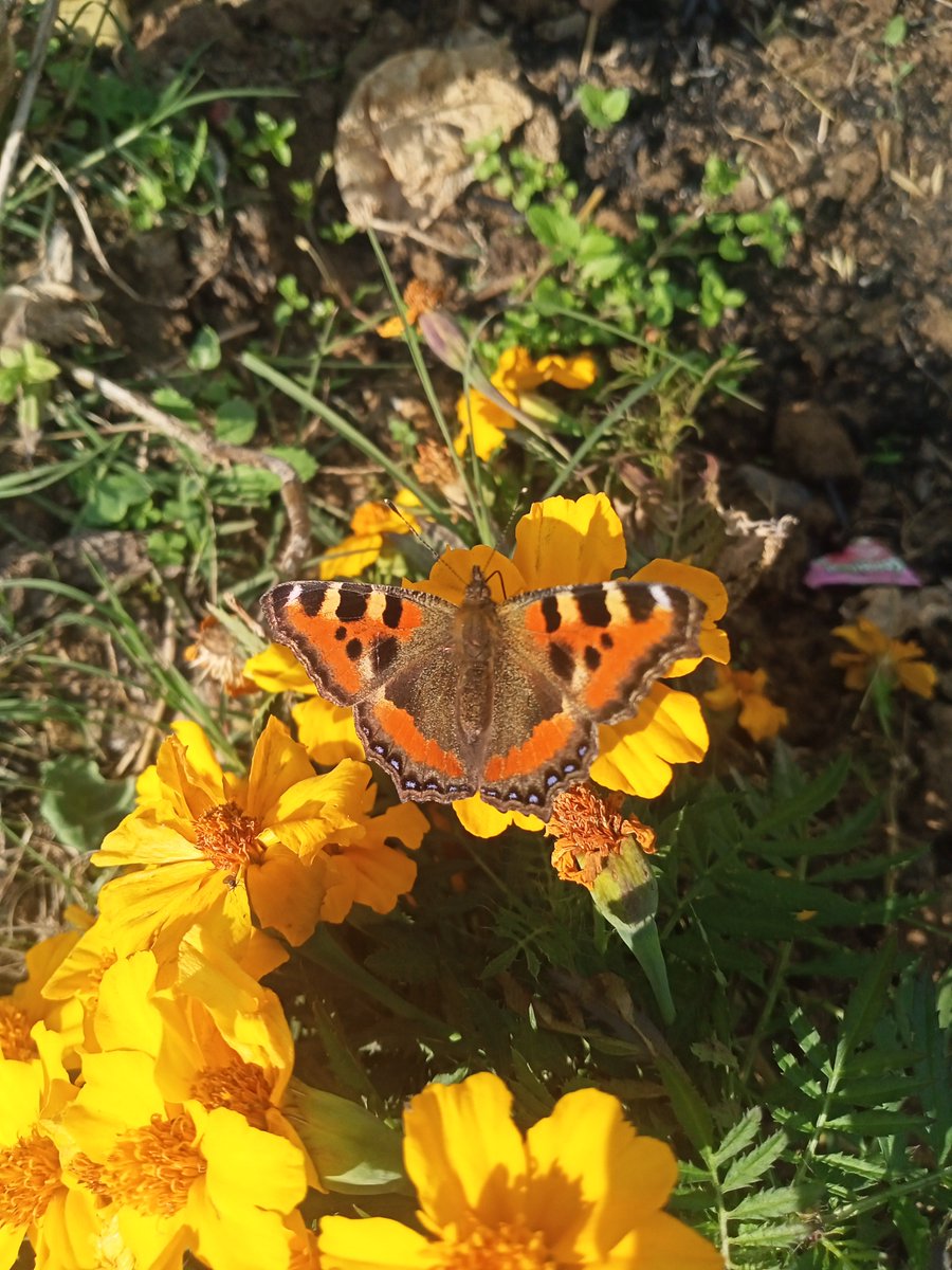 ShahidBashir56's tweet image. Comparison is the thief of joy &amp;amp; the author of restlessness. It turns gratitude into grievance, peace into pursuit &amp;amp; nothing dims the soul faster than that.