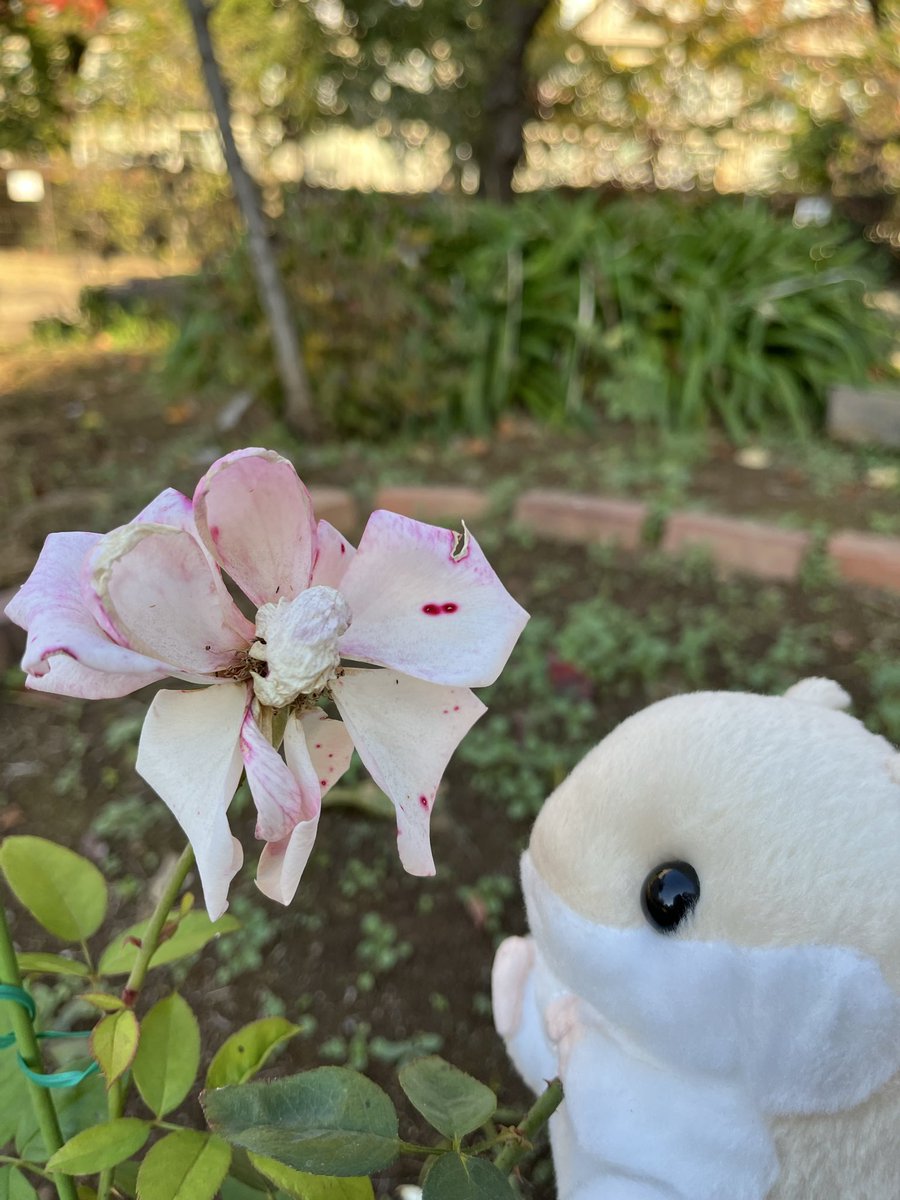 はむまる (@hamumaru_86) / Posts / X