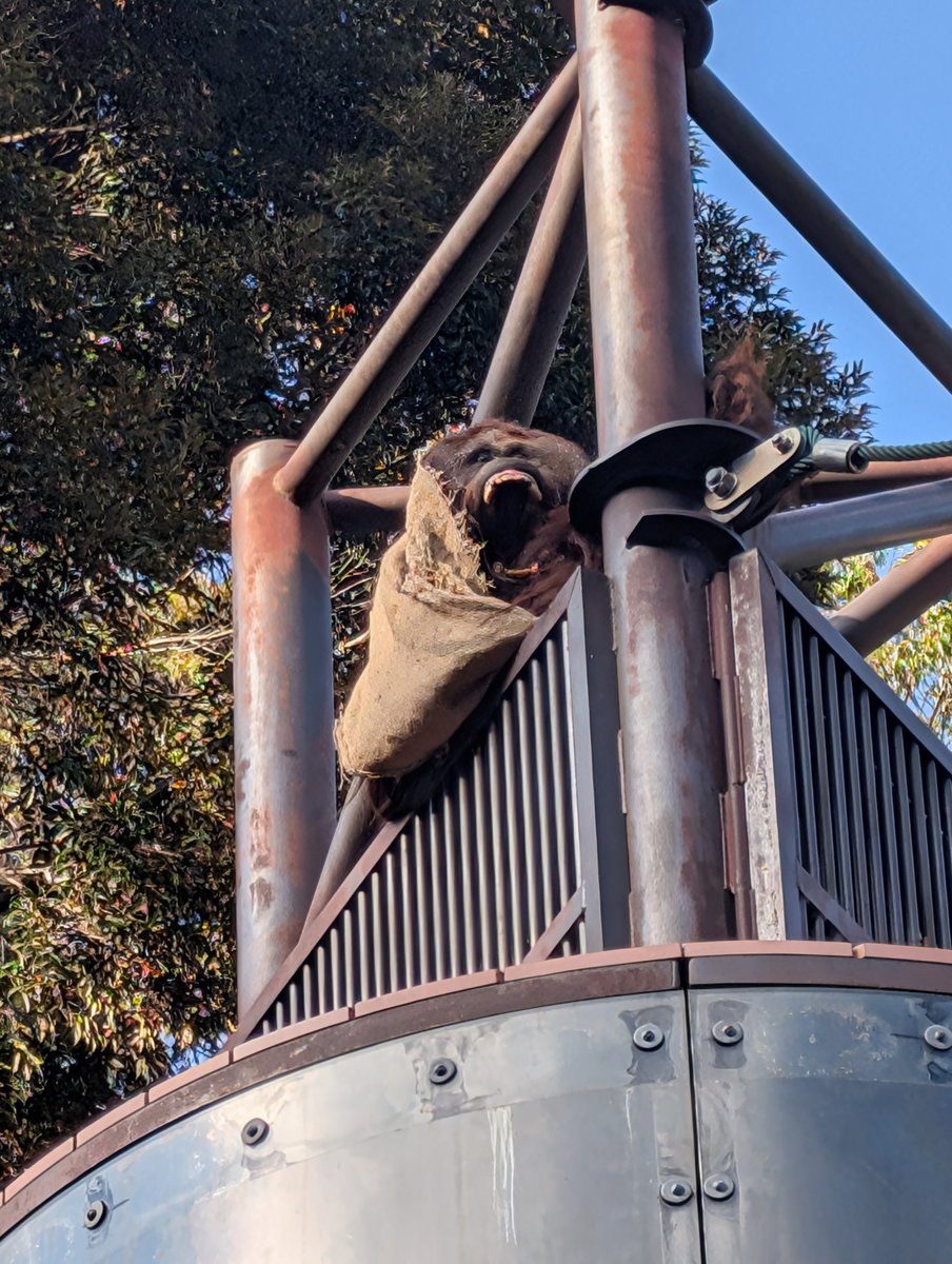 ボルネオオランウータン ＃福岡市動物園