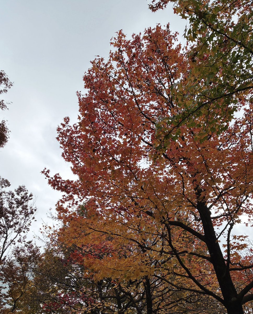 セリ Seri (@yosugaya) / Posts / X