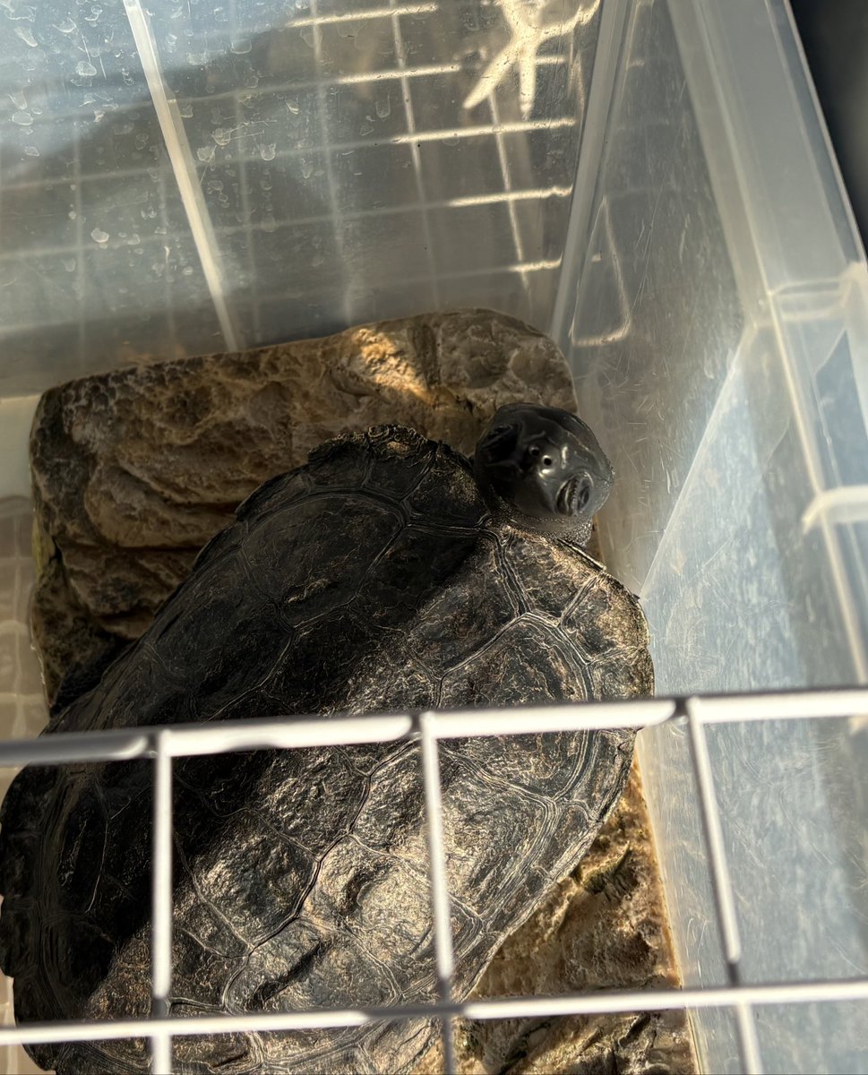 イナバウアー✨