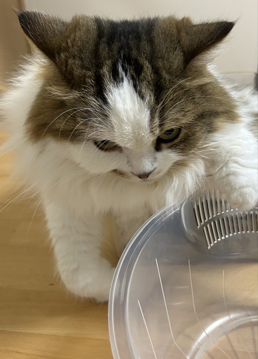 いぬじ 4dox ネーム入り首輪｜小型犬・中型犬・大型犬対応｜カスタムメイド