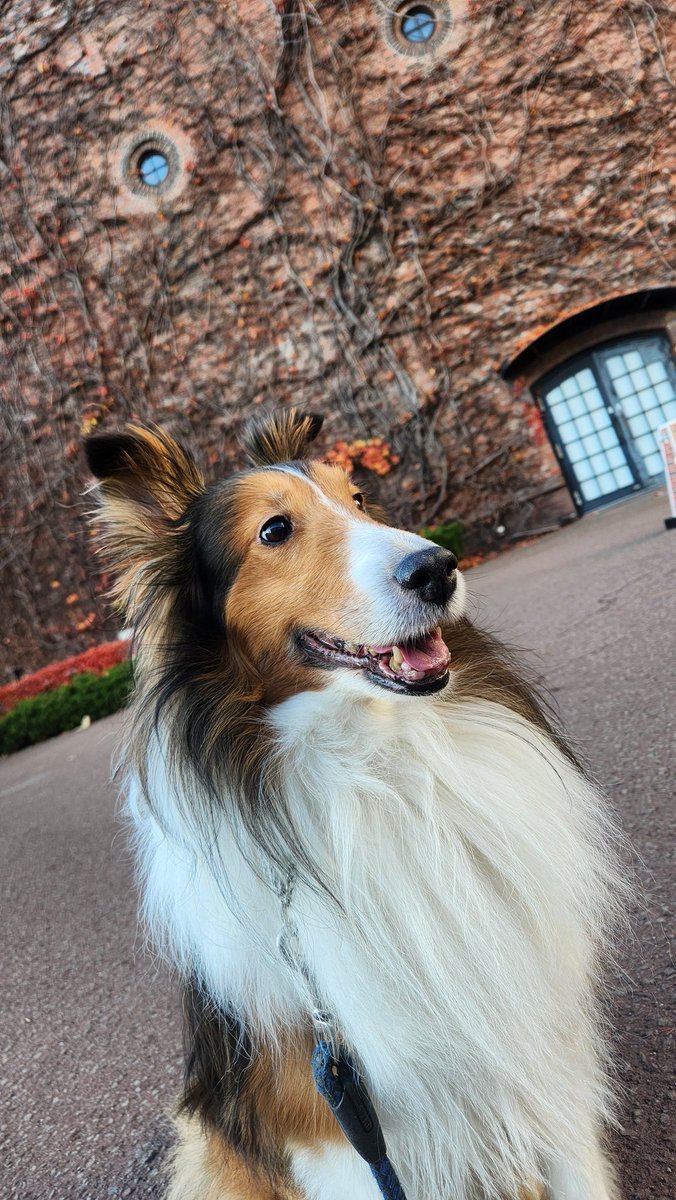 YsHIROSSYI's tweet image. 🐕‍🦺散歩中にモユクのLIVE(#FRUITY さんだった)横通った時、駅前通り側でビラ撒きしてた #PoisonPalette の子

次は #ambitious と一緒だって言ってチョビのことも構ってくれてて凄く人当たりいい娘だったんだで応援してやりたいが、肝心の名前聞きそびれた😅

どうしたものやら…