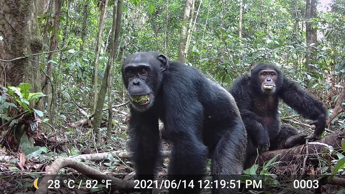 MarioNawfal's tweet image. BOOZY CHIMPS ARE DAY-DRINKING - AND ALWAYS HAVE BEEN

Wild chimpanzees are unknowingly buzzing on fruit, according to UC Berkeley researchers.

By munching 10+ pounds of ripe fruit daily - much of it naturally fermented - chimps are getting up to two alcoholic drinks’ worth of…