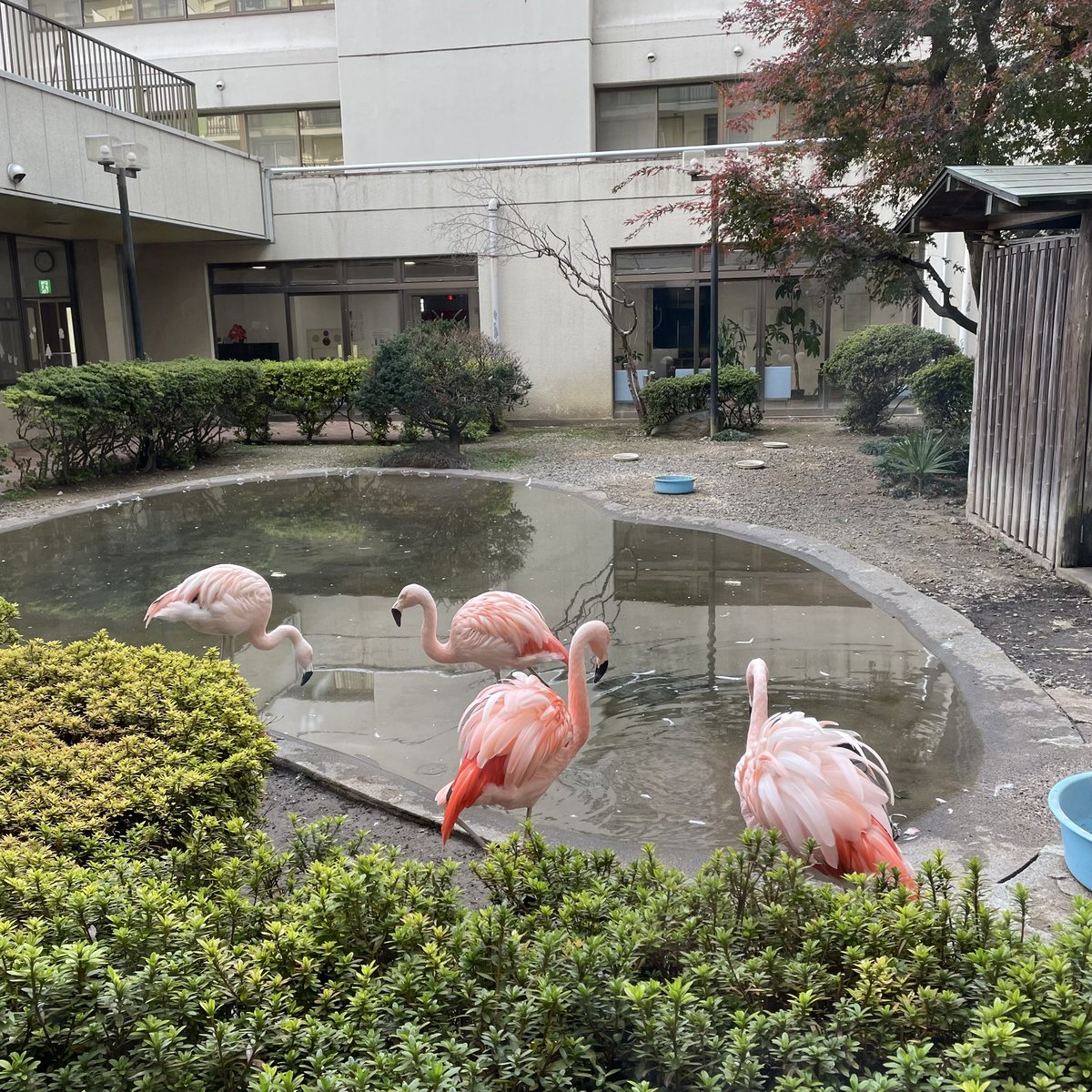 Kiyoshi_Tarumi's tweet image. フラミンゴカフェ、行ってきました。
中庭で飼育されているフラミンゴを見ることができるカフェイベント。毎月第4日曜日開催。
普段はアニマルセラピーとして利用者さんが癒されているそうです。

行田市上池守、軽費老人ホーム「行田グリーンホーム」