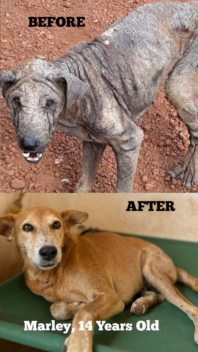 Marley, is one of the oldest rescued dogs that still stays with us at the WAG Animal Sanctuary.
#AnimalRescue #Doglover #NGO #AnimalSanctuary #RescieIndia #WAGoa