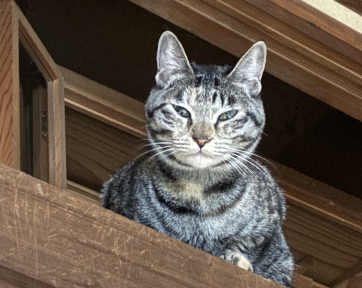 神棚に上がって人間見下してるぬこ様