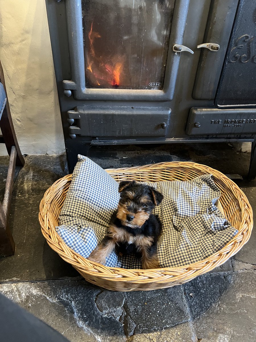 Two years ago this little fellow arrived in my life like a pocket rocket. He ate the dog basket you see here along with every pair of alpaca socks I owned. I am completely owned by this terrier who has just landed all 10kg of himself in my lap &amp; am now never without a bruise 😂
