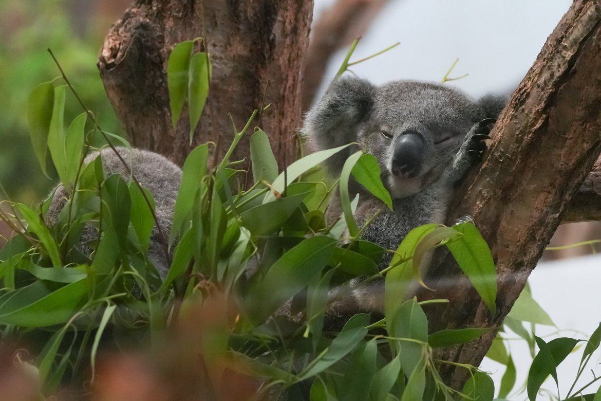 すやすやポポロでおやすみなさい😴
#横浜市立金沢動物園 #コアラ #ポポロ