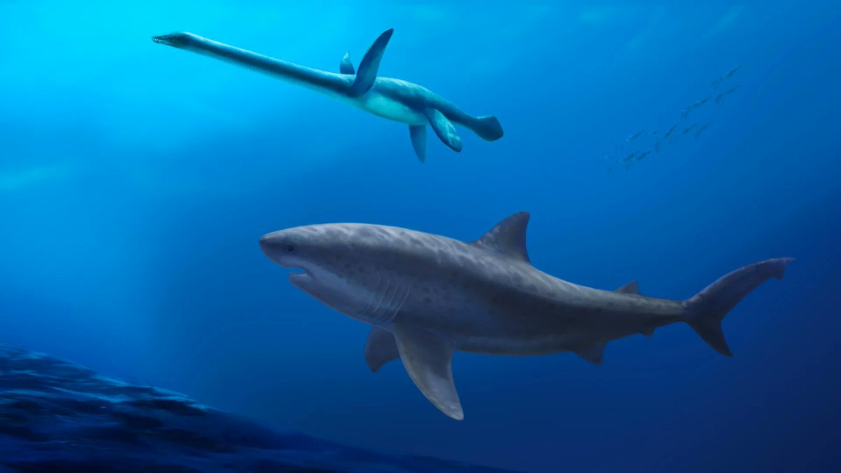 EarthArchivesHQ's tweet image. New fossil discoveries show that modern-type sharks were experimenting with gigantic sizes far earlier than scientists believed, competing with the marine “monsters” of the dinosaur age.

sciencedaily.com/releases/2025/…

#fossils #paleontology