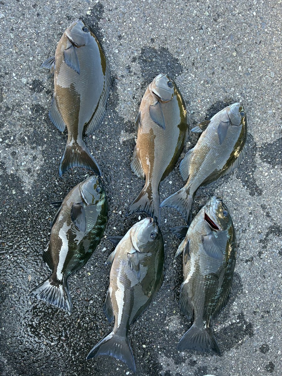 cb9vw's tweet photo. 今日は寒グレを釣りに佐多岬に磯釣りに行ってきました。
アタリがちょいちょいあり、バラシもありつつ口太、尾長含めて6匹釣りました。
サイズは30から35cmです。 https://t.co/f4JsS4TDxv