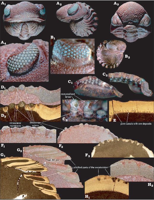 三葉虫の複眼が緑色で描かれているのが良いですね。モロッコから、緑色の複眼を持つ赤い三葉虫の化石『グリーンアイズ』が発見されています。もともとの色ではなく、複眼と殻がそれぞれ異なる性質の鉱物として保存されたためこの色の違いが現れたとされています。