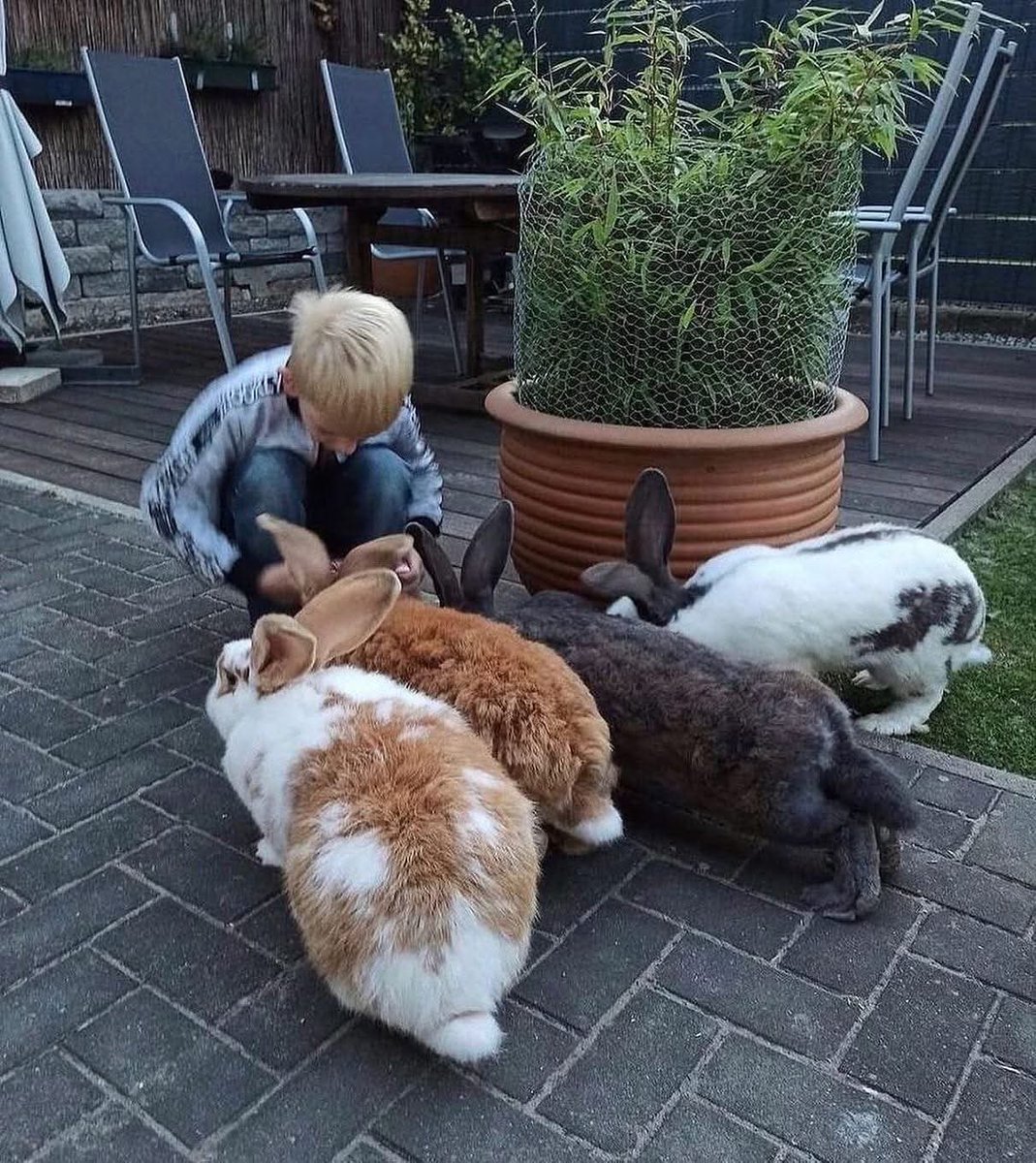 RabbitLoversUSA's tweet image. 