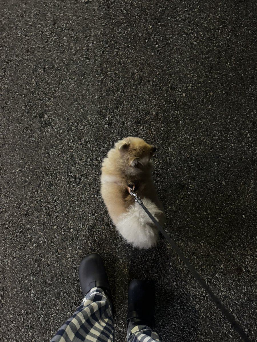 모르는 개 산책