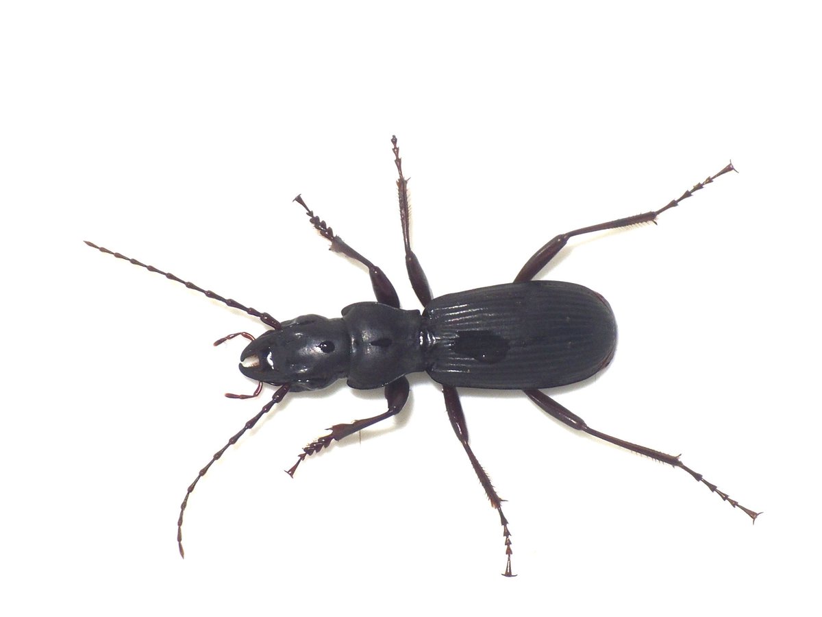 ヒコサンオオズナガゴミムシ
ルッキングで採れてしまった…