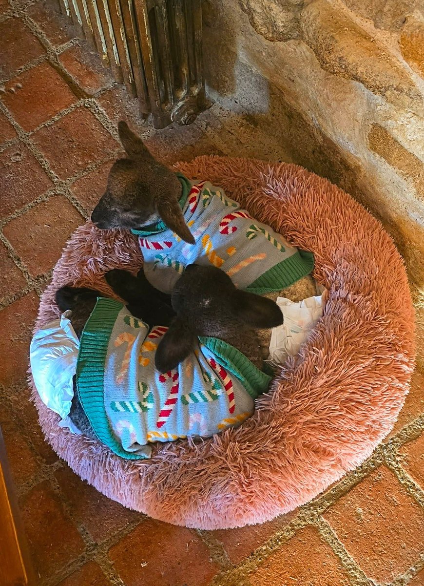 BigV_Sanctuary's tweet image. We are doing so well with our fundraiser, but time is running out, as we need move the lake residents this week if possible! Can you help us? 
gofund.me/24fba1a15
#AnimalCause #HelpAnimals #Vegan #bigvsanctuary #FriendsOfAnimals #VeganFriends #VeganVibes