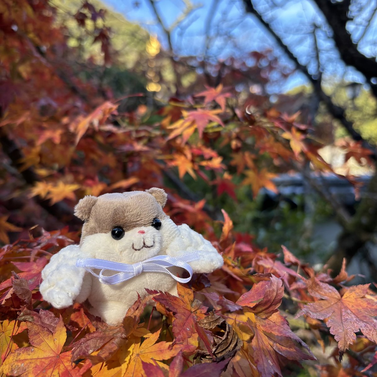 ハムちゃん＋Project (@HamuKikaku) / Posts / X