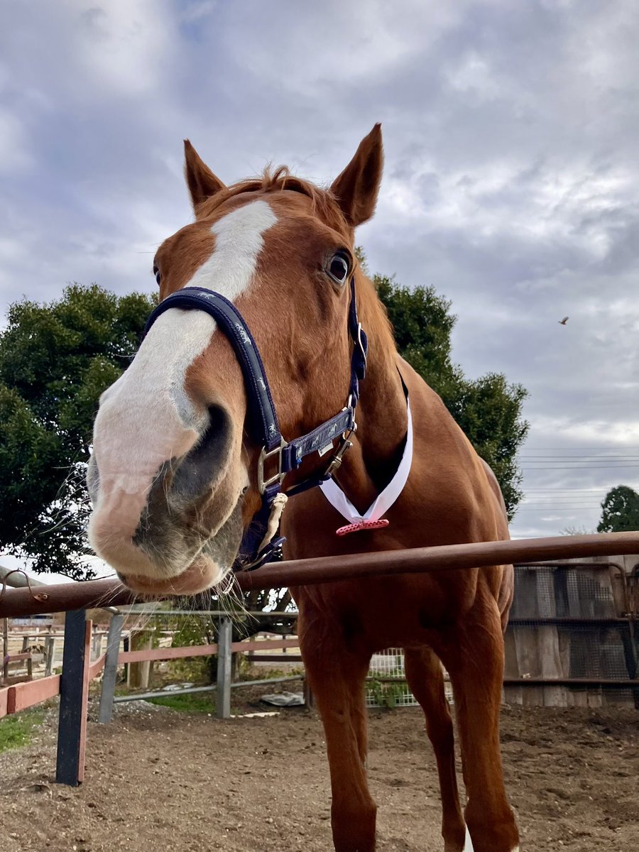 蝶ネクタイ付きの襟は手作りしてもらったの🐴💕(ちょっと下向いちゃったね)

The collar with the bow tie was handmade 🐴💕 (It’s  looking down a little)