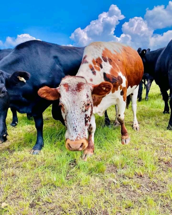 GaetanNZ's tweet image. 17 FARMING TIPS NEW FARMERS SHOULD KNOW

1. Never target peak seasons, peak seasons come with their own challenges. Be a farmer not a gambler.

2. Choose at least two main crops and a rotational crop plan. Jumping from one crop to another is not right to your pocket.

3. Plan…