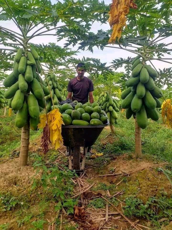 GaetanNZ's tweet image. 17 FARMING TIPS NEW FARMERS SHOULD KNOW

1. Never target peak seasons, peak seasons come with their own challenges. Be a farmer not a gambler.

2. Choose at least two main crops and a rotational crop plan. Jumping from one crop to another is not right to your pocket.

3. Plan…