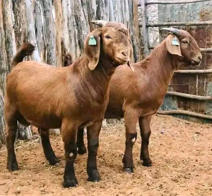 GaetanNZ's tweet image. 17 FARMING TIPS NEW FARMERS SHOULD KNOW

1. Never target peak seasons, peak seasons come with their own challenges. Be a farmer not a gambler.

2. Choose at least two main crops and a rotational crop plan. Jumping from one crop to another is not right to your pocket.

3. Plan…