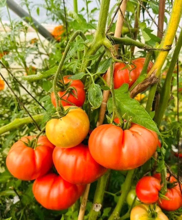 GaetanNZ's tweet image. 17 FARMING TIPS NEW FARMERS SHOULD KNOW

1. Never target peak seasons, peak seasons come with their own challenges. Be a farmer not a gambler.

2. Choose at least two main crops and a rotational crop plan. Jumping from one crop to another is not right to your pocket.

3. Plan…