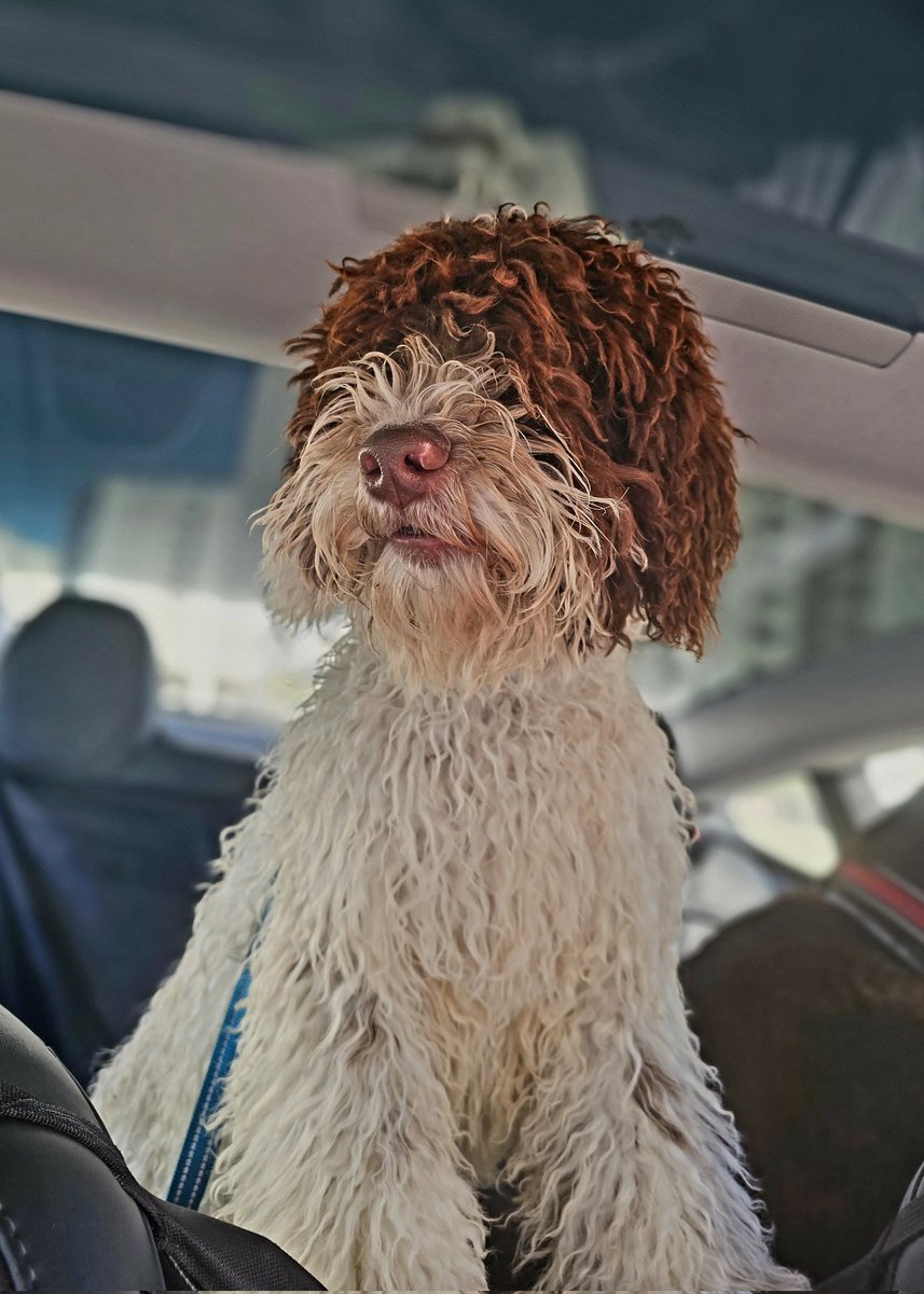 menacho1981's tweet image. Tengo los perros más bonitos del mundo ❤️