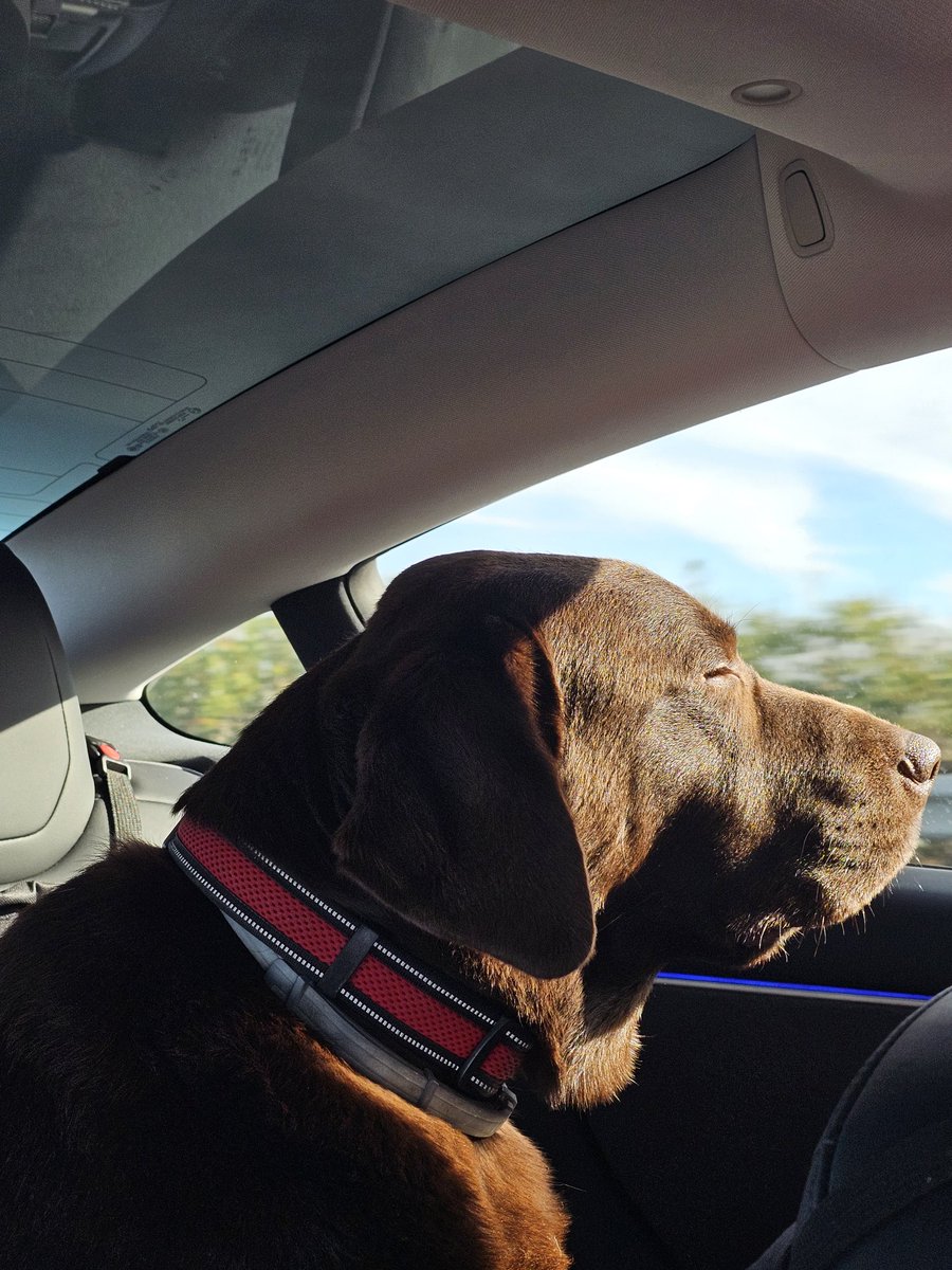 menacho1981's tweet image. Tengo los perros más bonitos del mundo ❤️